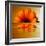 Gerbera Flower as Rising Sun-Winfred Evers-Framed Photographic Print