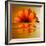 Gerbera Flower as Rising Sun-Winfred Evers-Framed Photographic Print