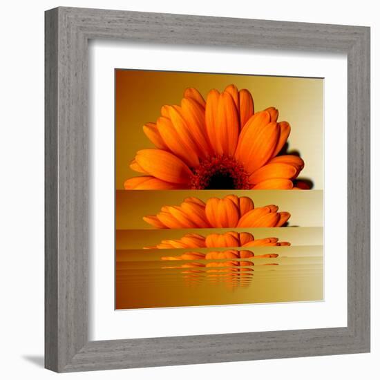 Gerbera Flower as Rising Sun-Winfred Evers-Framed Premium Photographic Print