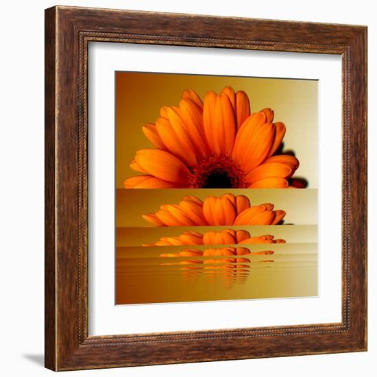 Gerbera Flower as Rising Sun-Winfred Evers-Framed Premium Photographic Print