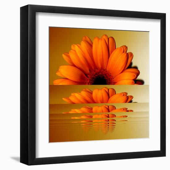 Gerbera Flower as Rising Sun-Winfred Evers-Framed Premium Photographic Print