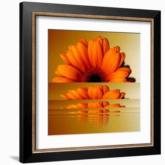 Gerbera Flower as Rising Sun-Winfred Evers-Framed Premium Photographic Print