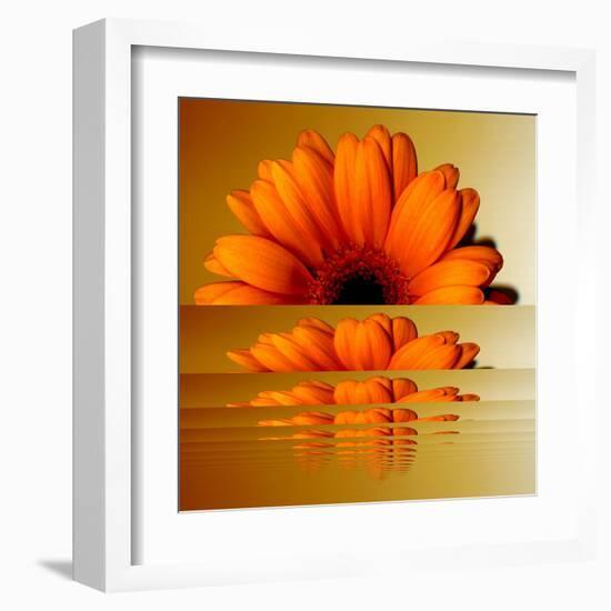 Gerbera Flower as Rising Sun-Winfred Evers-Framed Premium Photographic Print