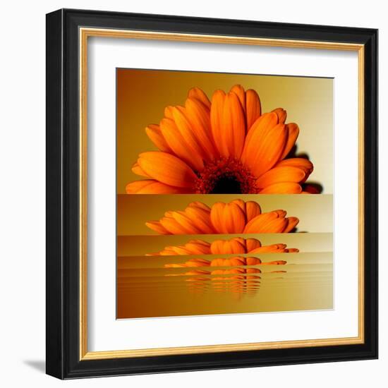 Gerbera Flower as Rising Sun-Winfred Evers-Framed Premium Photographic Print