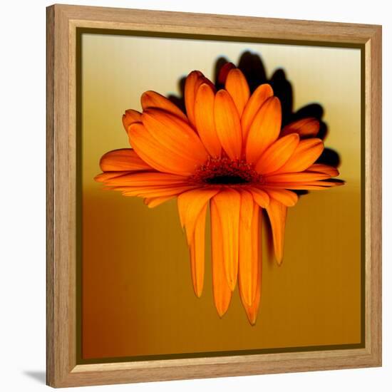 Gerbera Flower Melting, Digital Manipulation-Winfred Evers-Framed Premier Image Canvas