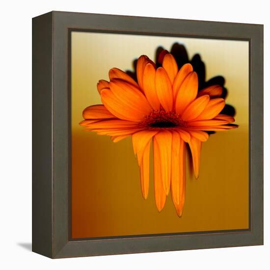 Gerbera Flower Melting, Digital Manipulation-Winfred Evers-Framed Premier Image Canvas