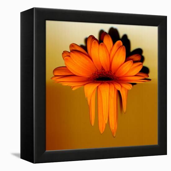 Gerbera Flower Melting, Digital Manipulation-Winfred Evers-Framed Premier Image Canvas