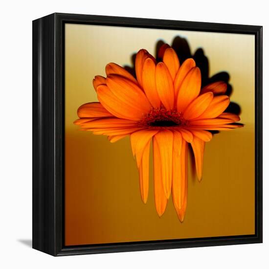 Gerbera Flower Melting, Digital Manipulation-Winfred Evers-Framed Premier Image Canvas