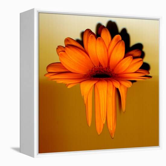 Gerbera Flower Melting, Digital Manipulation-Winfred Evers-Framed Premier Image Canvas