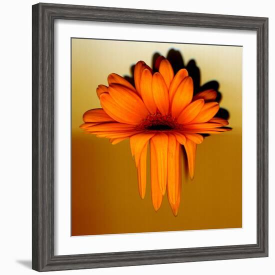 Gerbera Flower Melting, Digital Manipulation-Winfred Evers-Framed Photographic Print