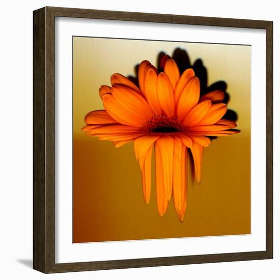 Gerbera Flower Melting, Digital Manipulation-Winfred Evers-Framed Photographic Print