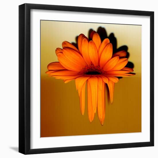 Gerbera Flower Melting, Digital Manipulation-Winfred Evers-Framed Photographic Print