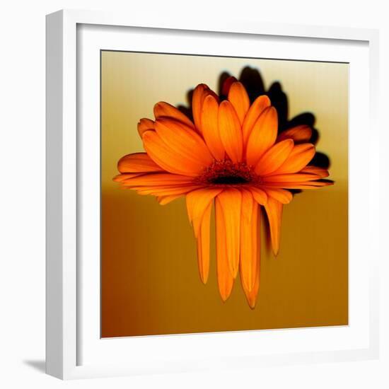 Gerbera Flower Melting, Digital Manipulation-Winfred Evers-Framed Photographic Print