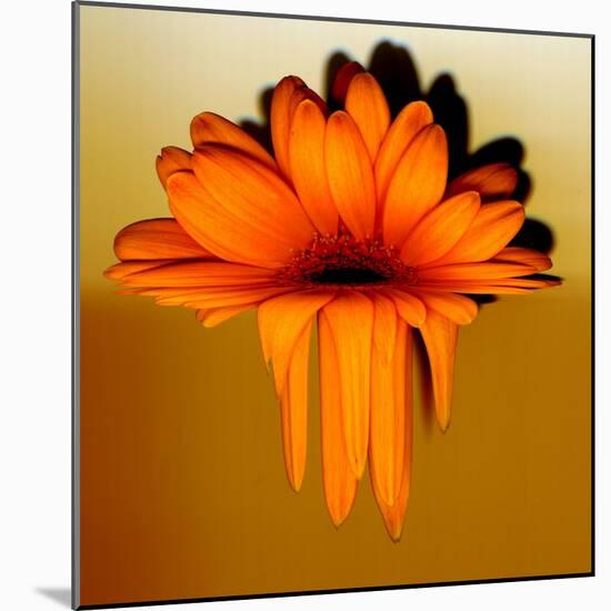 Gerbera Flower Melting, Digital Manipulation-Winfred Evers-Mounted Photographic Print