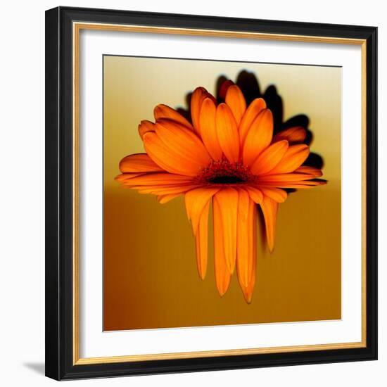 Gerbera Flower Melting, Digital Manipulation-Winfred Evers-Framed Photographic Print