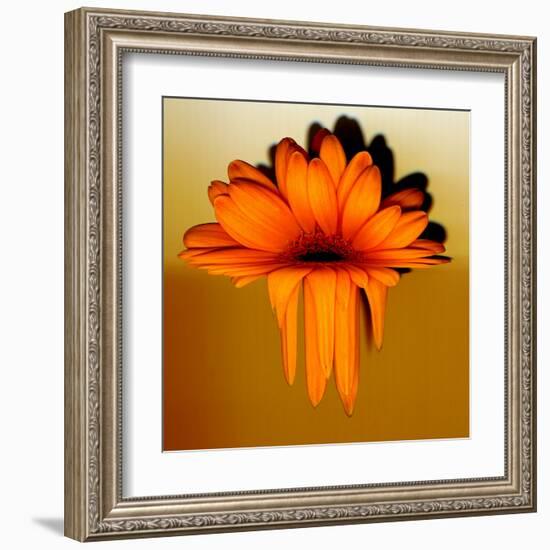 Gerbera Flower Melting, Digital Manipulation-Winfred Evers-Framed Premium Photographic Print