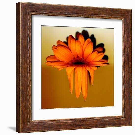 Gerbera Flower Melting, Digital Manipulation-Winfred Evers-Framed Premium Photographic Print