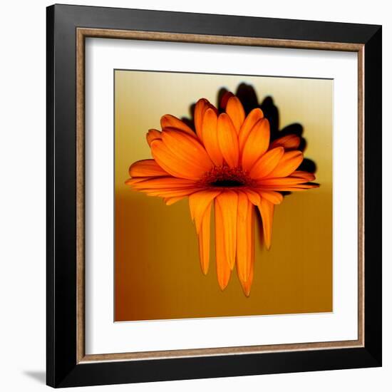 Gerbera Flower Melting, Digital Manipulation-Winfred Evers-Framed Premium Photographic Print