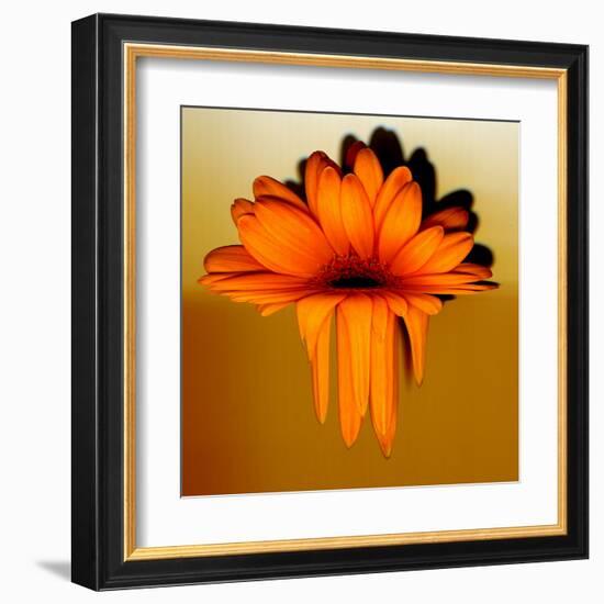 Gerbera Flower Melting, Digital Manipulation-Winfred Evers-Framed Premium Photographic Print
