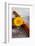 Gerbera, Flower, Still Life, Orange-Andrea Haase-Framed Photographic Print