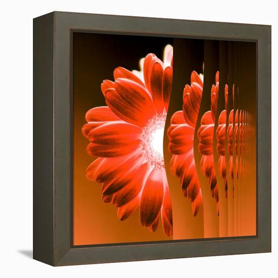 Gerbera Flower Vertical Slivers-Winfred Evers-Framed Premier Image Canvas