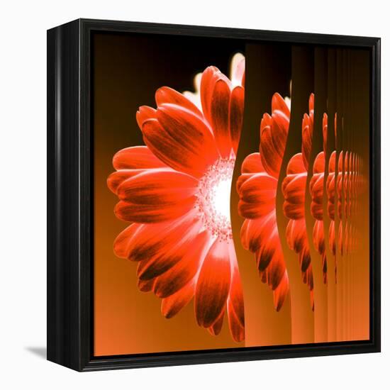 Gerbera Flower Vertical Slivers-Winfred Evers-Framed Premier Image Canvas