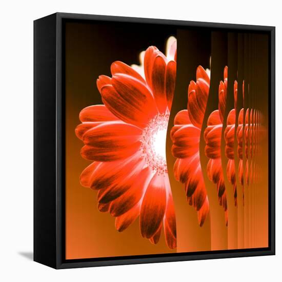 Gerbera Flower Vertical Slivers-Winfred Evers-Framed Premier Image Canvas