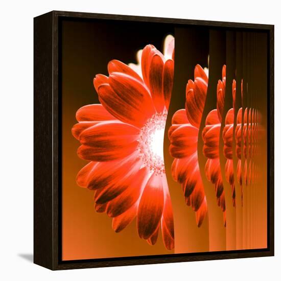 Gerbera Flower Vertical Slivers-Winfred Evers-Framed Premier Image Canvas