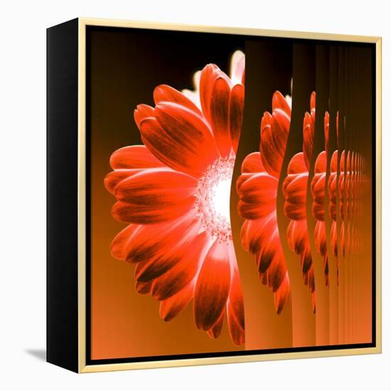 Gerbera Flower Vertical Slivers-Winfred Evers-Framed Premier Image Canvas