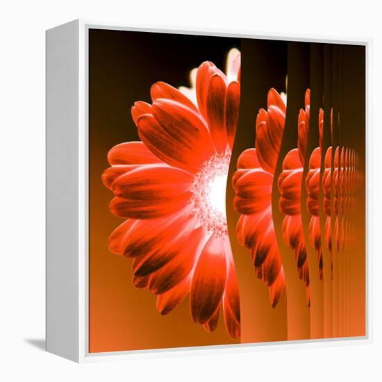 Gerbera Flower Vertical Slivers-Winfred Evers-Framed Premier Image Canvas