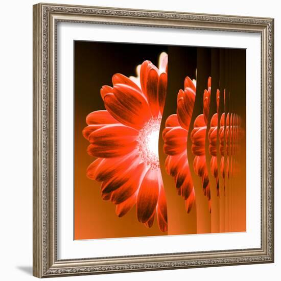 Gerbera Flower Vertical Slivers-Winfred Evers-Framed Photographic Print