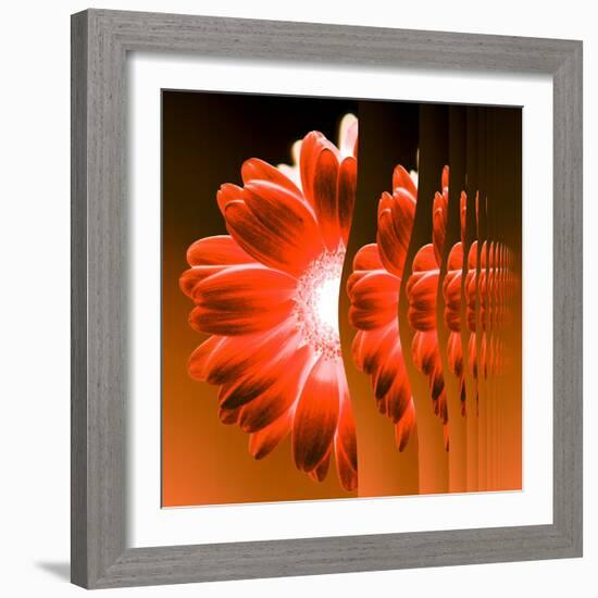 Gerbera Flower Vertical Slivers-Winfred Evers-Framed Photographic Print