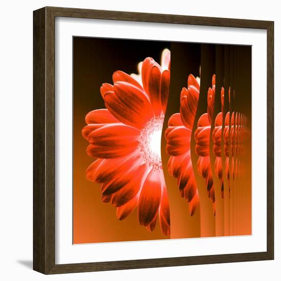 Gerbera Flower Vertical Slivers-Winfred Evers-Framed Photographic Print