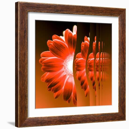 Gerbera Flower Vertical Slivers-Winfred Evers-Framed Photographic Print