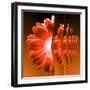 Gerbera Flower Vertical Slivers-Winfred Evers-Framed Photographic Print