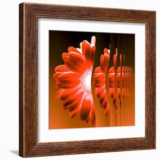 Gerbera Flower Vertical Slivers-Winfred Evers-Framed Premium Photographic Print