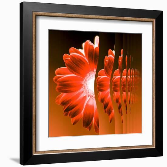 Gerbera Flower Vertical Slivers-Winfred Evers-Framed Premium Photographic Print