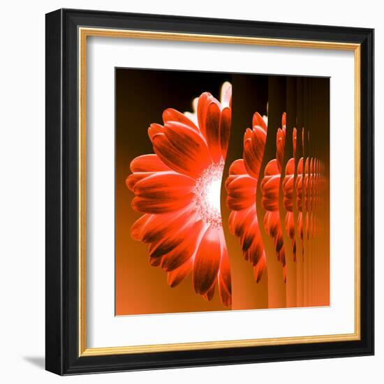 Gerbera Flower Vertical Slivers-Winfred Evers-Framed Premium Photographic Print