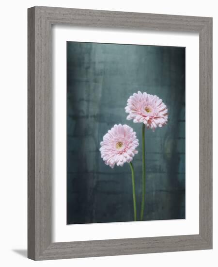 Gerbera, Flowers, Blossoms, Pink, Still Life-Axel Killian-Framed Photographic Print