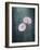 Gerbera, Flowers, Blossoms, Pink, Still Life-Axel Killian-Framed Photographic Print