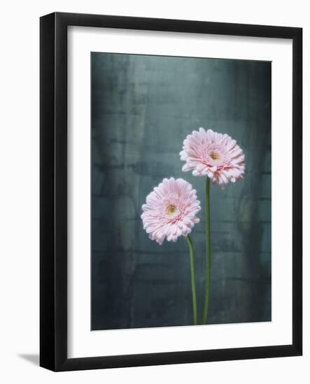 Gerbera, Flowers, Blossoms, Pink, Still Life-Axel Killian-Framed Photographic Print