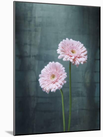 Gerbera, Flowers, Blossoms, Pink, Still Life-Axel Killian-Mounted Photographic Print