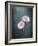 Gerbera, Flowers, Blossoms, Pink, Still Life-Axel Killian-Framed Photographic Print