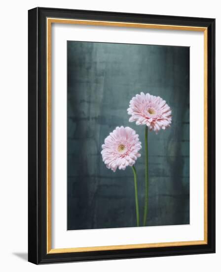 Gerbera, Flowers, Blossoms, Pink, Still Life-Axel Killian-Framed Photographic Print