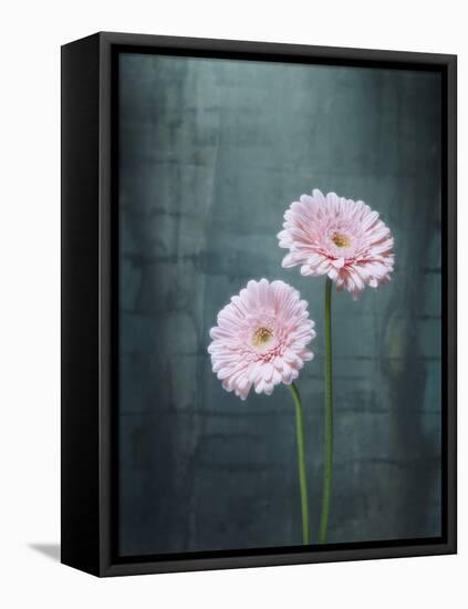 Gerbera, Flowers, Blossoms, Pink, Still Life-Axel Killian-Framed Premier Image Canvas