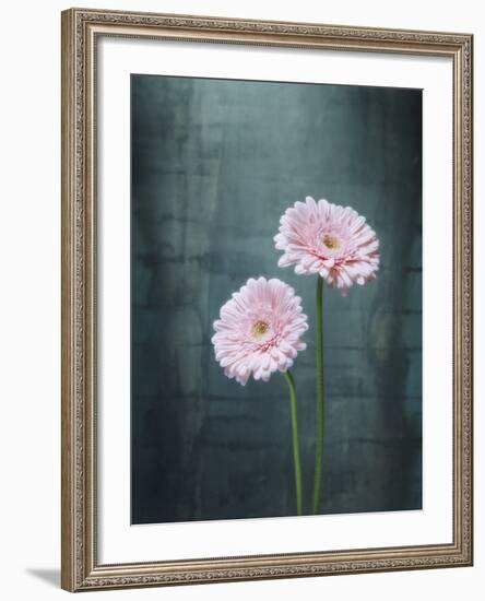 Gerbera, Flowers, Blossoms, Pink, Still Life-Axel Killian-Framed Photographic Print