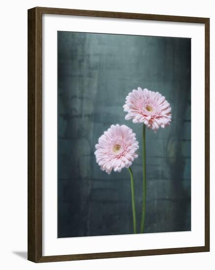 Gerbera, Flowers, Blossoms, Pink, Still Life-Axel Killian-Framed Photographic Print