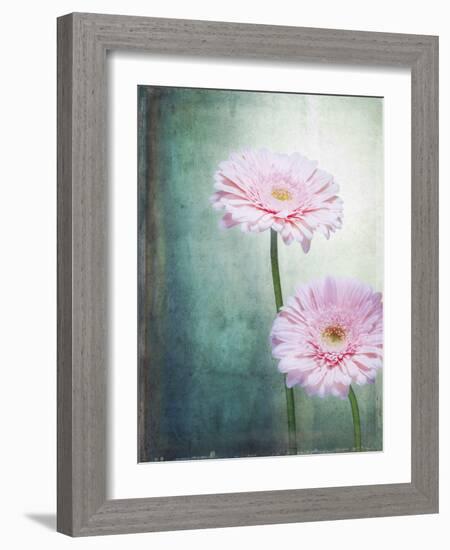 Gerbera, Flowers, Blossoms, Pink, Still Life-Axel Killian-Framed Photographic Print