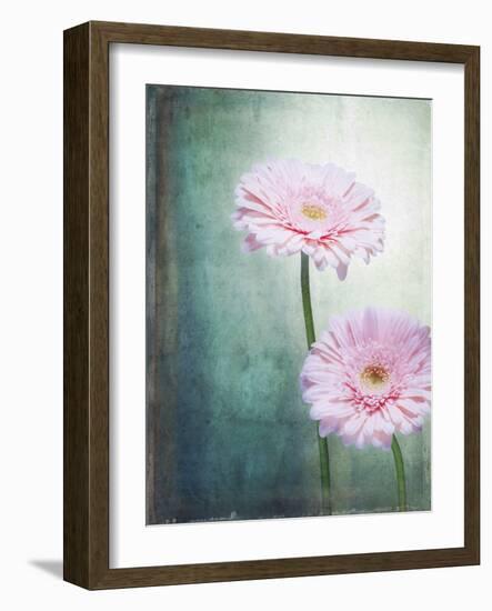 Gerbera, Flowers, Blossoms, Pink, Still Life-Axel Killian-Framed Photographic Print