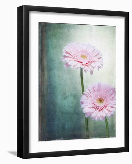 Gerbera, Flowers, Blossoms, Pink, Still Life-Axel Killian-Framed Photographic Print